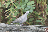Eurasian Collared Dove On Rail