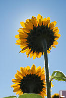Sunflowers Backlit