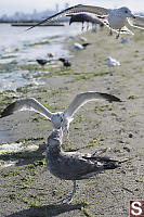 Ring Billed Gull Flying Over Juvenile