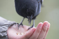Blackbird In Hand