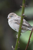 Female House Sparrow