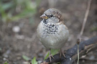 House Sparrow