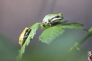 Tree Frogs On Blackberry Leaves