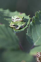 Two Frogs On Leaf