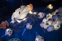 Frog Lantern With Eggs And Tadpoles