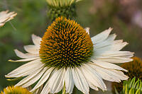 Echinacea