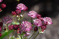 Image Stack Red Flowers