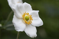 Japanese Anemone