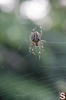 Orb Weaver On Edge Of Web