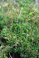 Small Forest Of Moss Image Stack