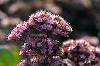 Stonecrop Image Stack