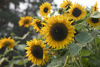 Sunflowers With Bee