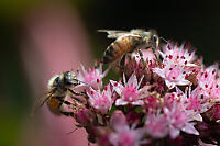 Two Bees On Flowers