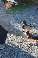 Feeding The Mallards