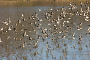 Flock Of Dowitchers Hg