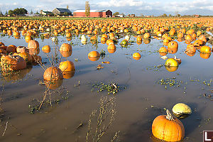 Flooded Field Of Pumpkins