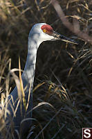 Sandhill Crane In Grass Hg