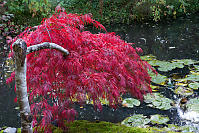 Bright Red Maple Tree Over Pond