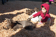 Nara Brushing Brown Goat