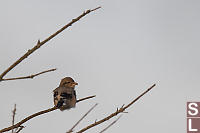 Juvenile Northern Shrike