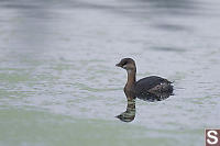 Pied Billed Grebe Non Breeding