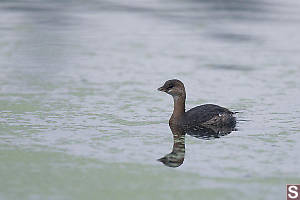 Pied Billed Grebe Non Breeding