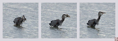 Great Blue Heron Eating Starry Flounder