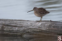 Long Billed Dowitcher