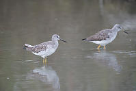 Pair Of Greater Yellowlegs