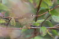 Ruby Crowned Kinglet In Bush