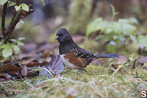 Spotted Towhee