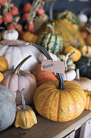 Labeled Pumpkins