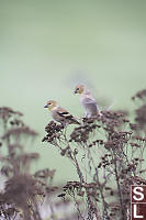 American Goldfinch Dropping In