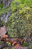 Freckled Pelt Lichen Shading Moss