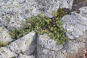 Stonecrop Growing In Rock