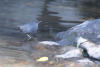 American Dipper In Shallow Water