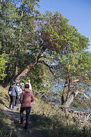 Arbutus Over Ocean