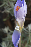 Autumn Crocus