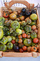 Basket Of Tomatoes