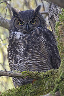 Great Horned Owl On Mossy Tree