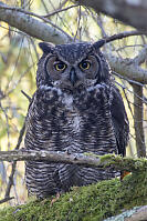 Great Horned Owl Staring