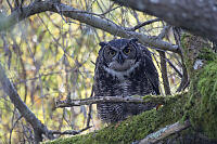 Great Horned Owl With Tongue Out