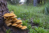 Mushrooms Growing On Stump