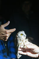 Owl In Hand