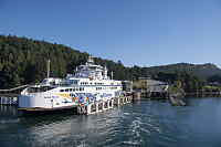 Salish Heron In Dock