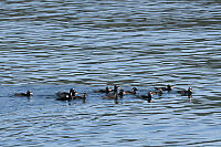 Surf Scoter Males And Females