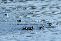 Surf Scoter