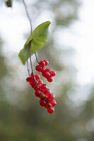 Western Honeysuckle Berries