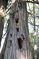 Woodpecker Holes In Cedar Tree