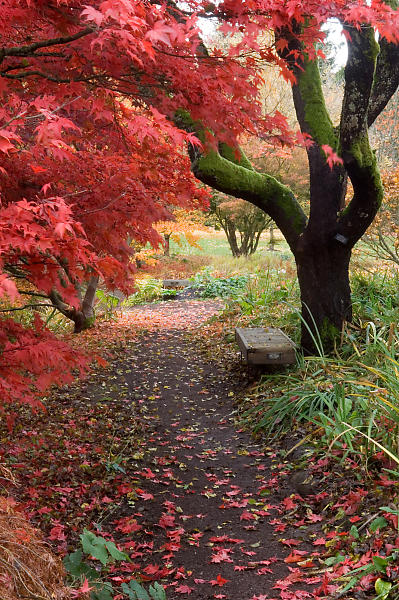 Bench With Red And Green